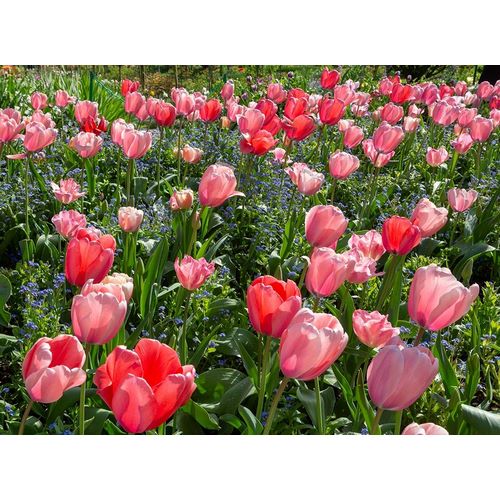France-Giverny Pink and red backlit tulips in Monets Garden